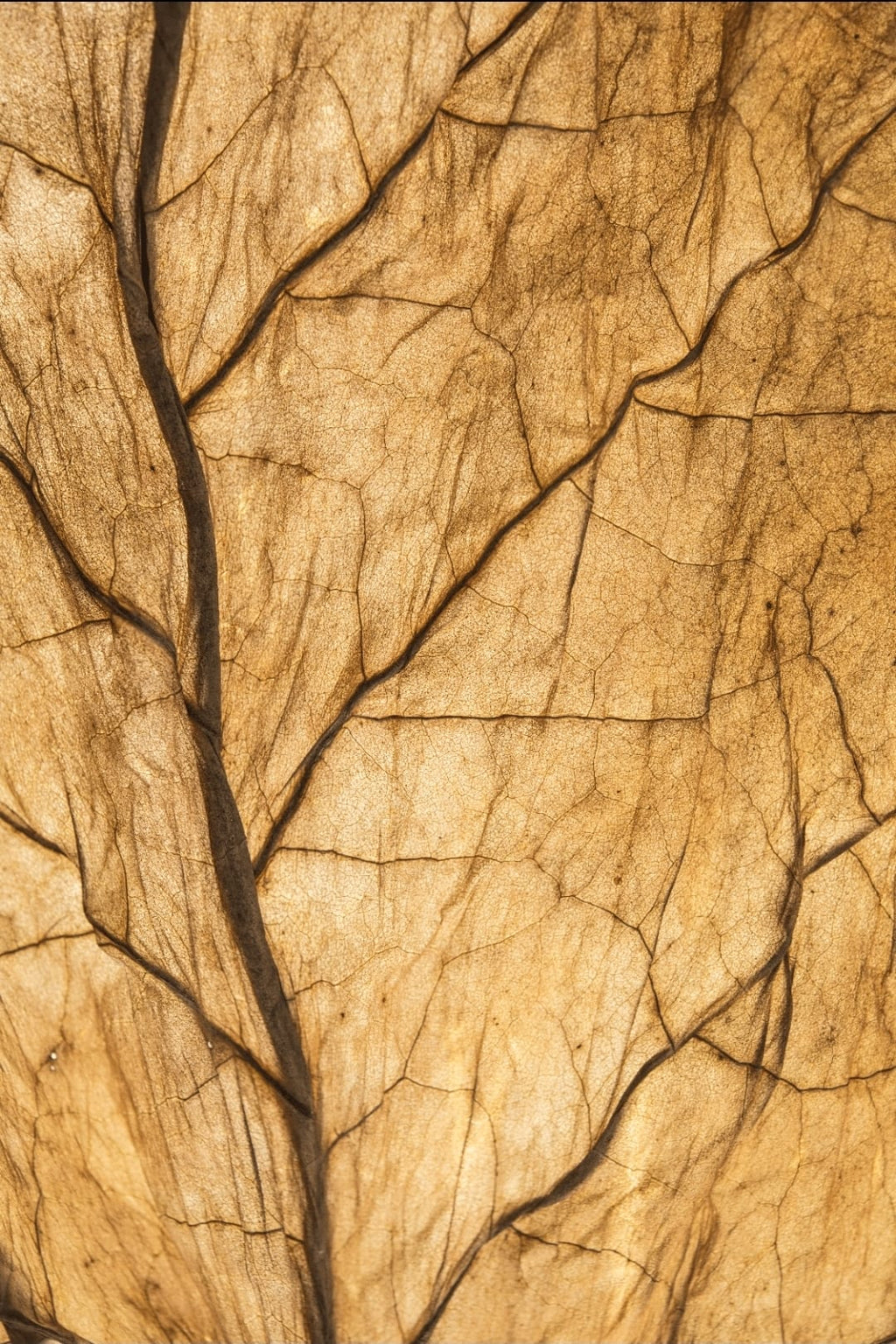 CUBAN TOBACCO