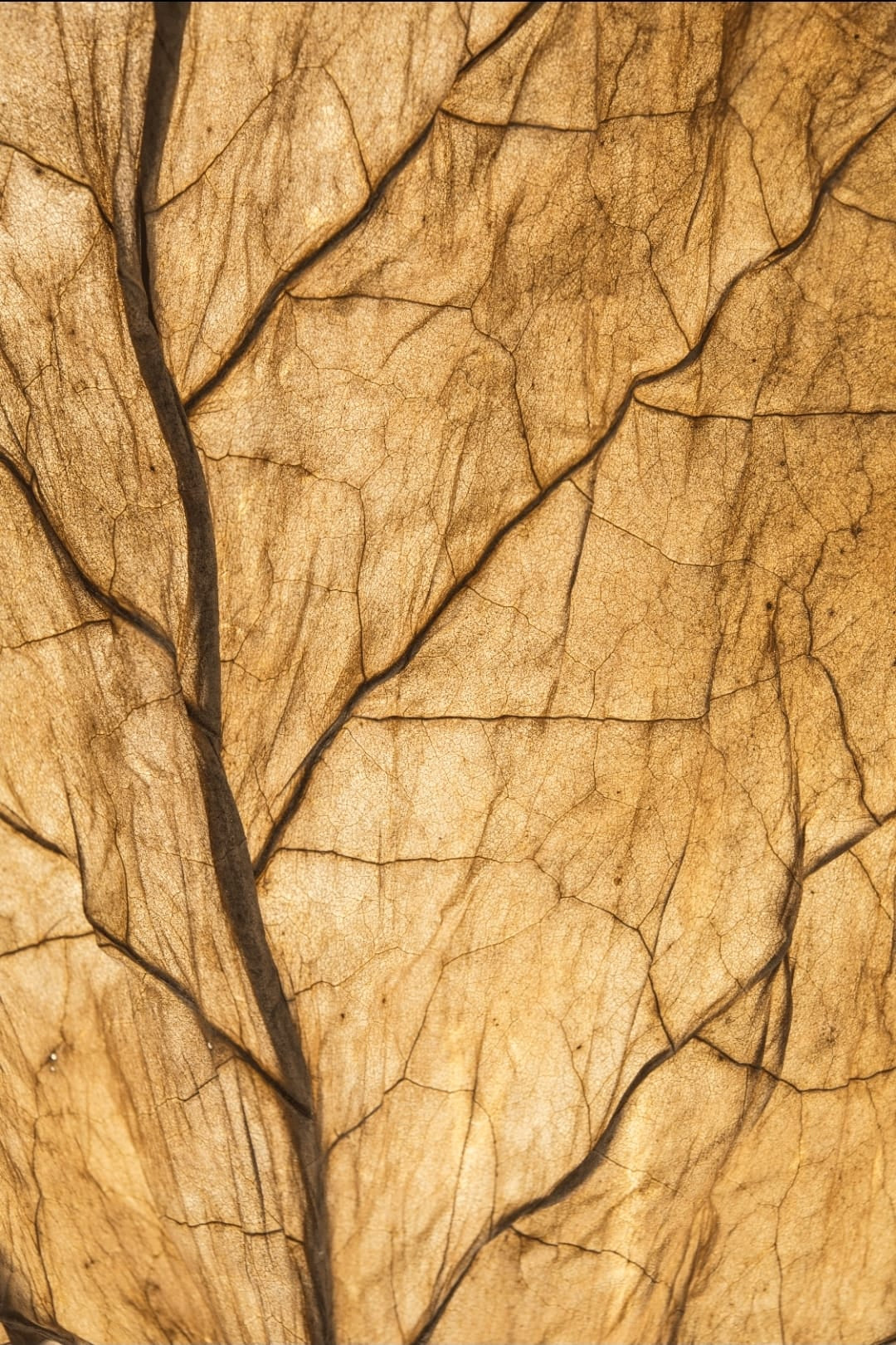 CUBAN TOBACCO
